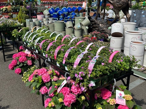 Williamsons My Florist Garden Center