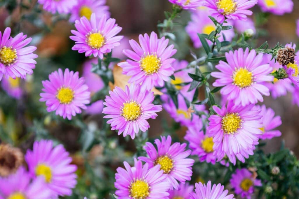 Cluster of purple and aster flowers in a meadow