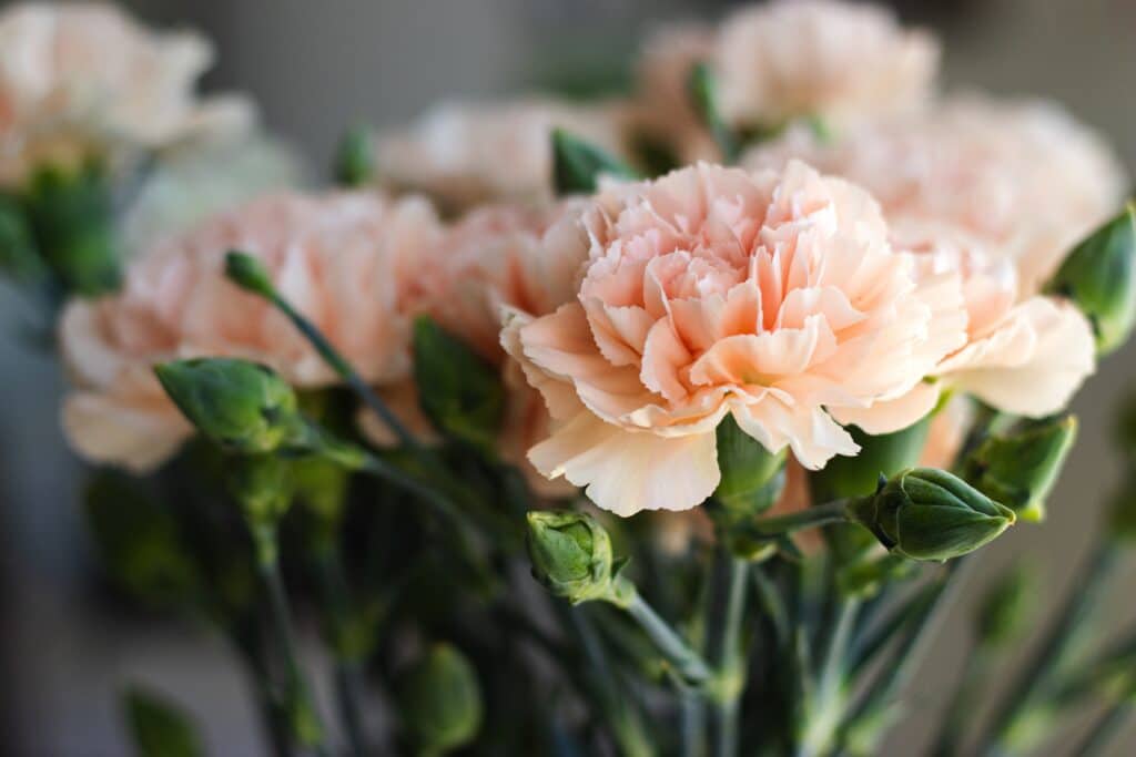 Pink carnation floral arrangement