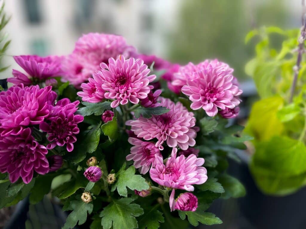 Bouquet of vibrant pink chrysanthemum flowers