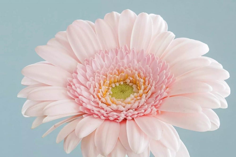 Colourful Summer Gerbera Daisies