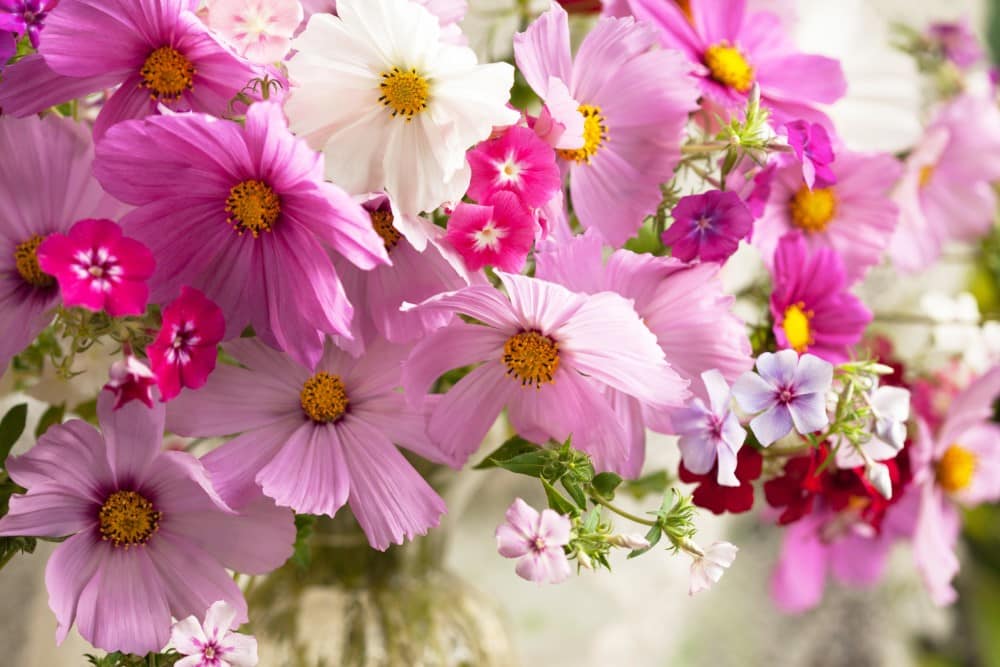 Vibrant orange, red, and yellow cosmos flowers