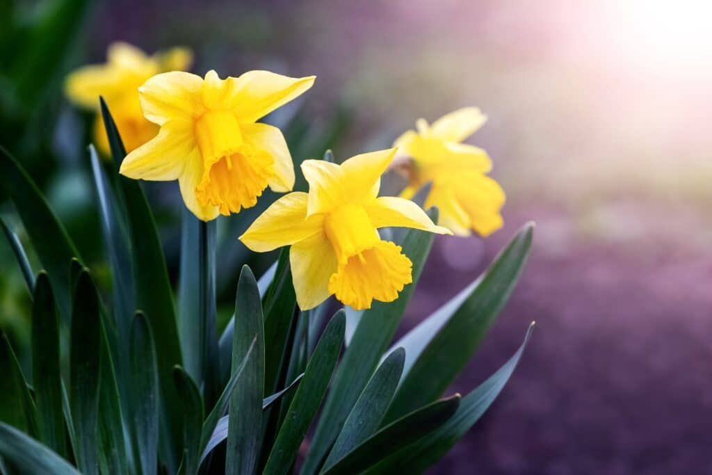 Yellow daffodils in a sunny field