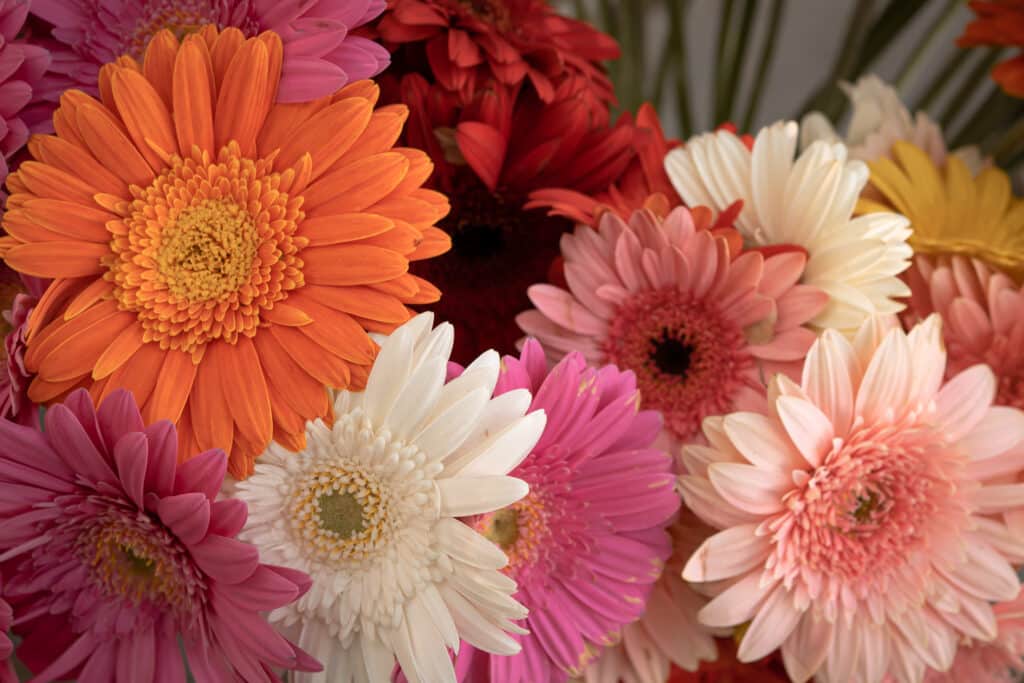 Bouquet of pink, orange, and white gerbera daisies