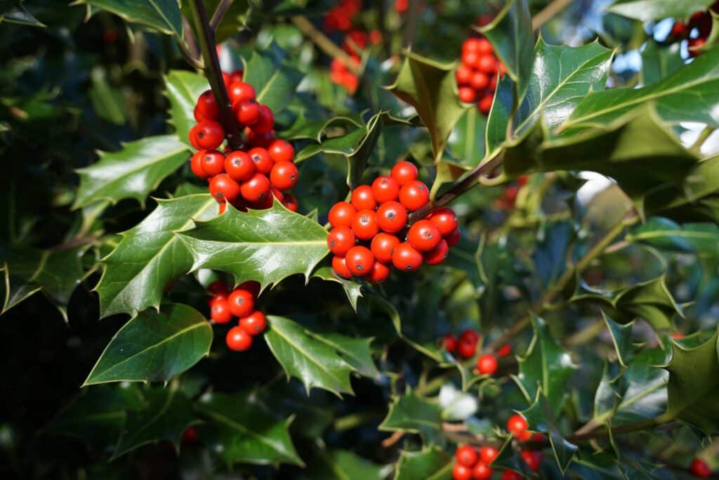 Fresh holly leaves with bright red berries