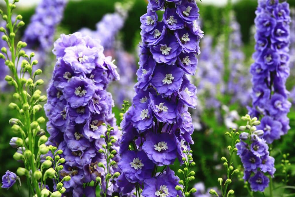 Pink, purple and blue larkspur flowers in a sunny field