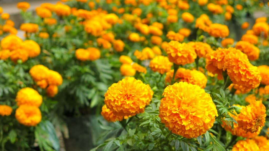 Golden marigold flowers against lush green foliage