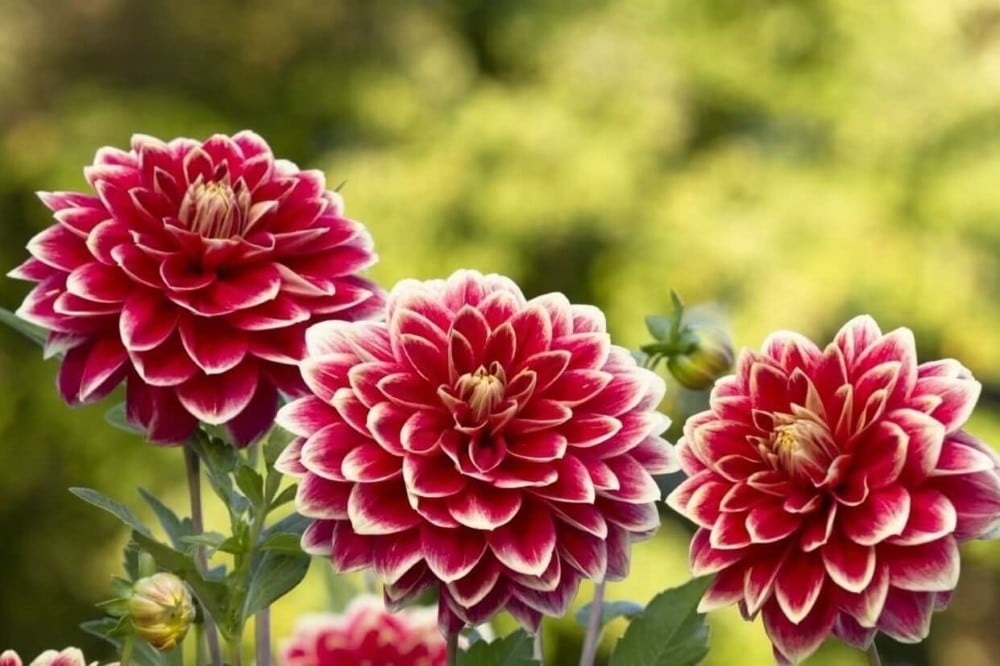 Beautiful pink and orange dahlia flowers