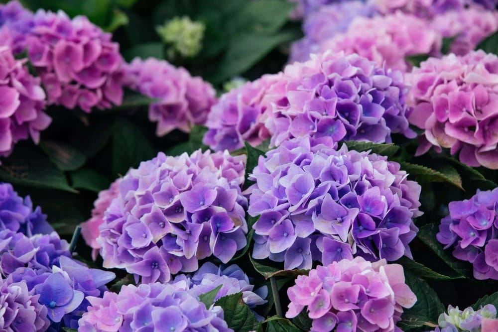 Beautiful purple and blue hydrangeas
