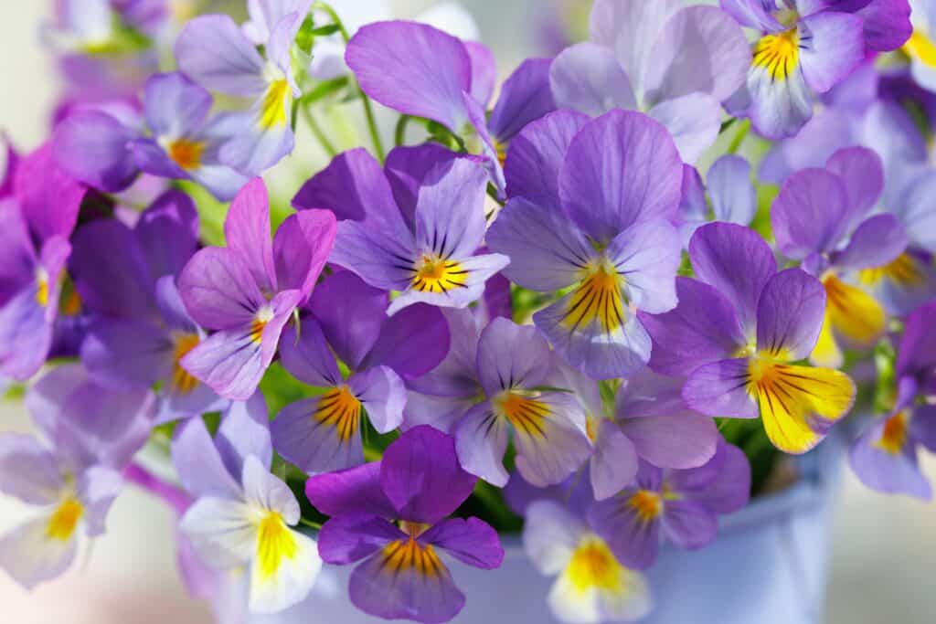 Violet flowers in a field