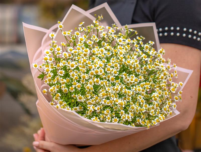 Bouquet of White Daisies