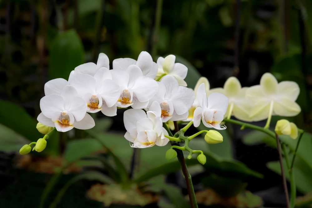A white orchid spray 