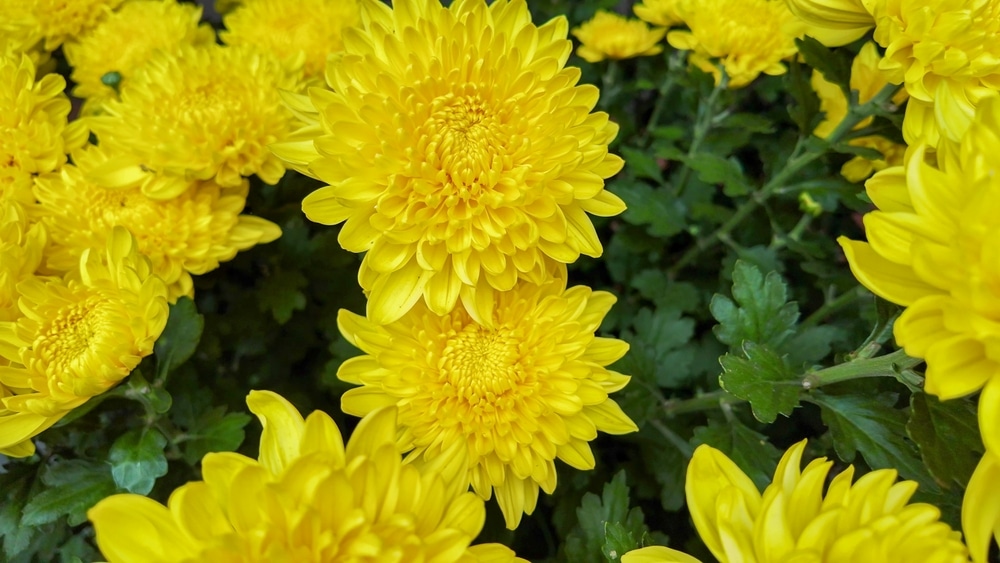 A yellow chrysanthemum funeral wreath 