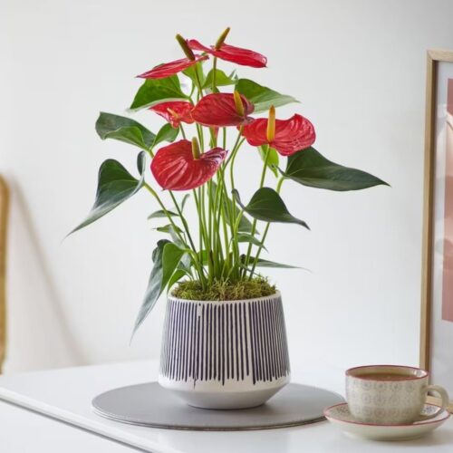 Anthurium Planter Anthurium Planter