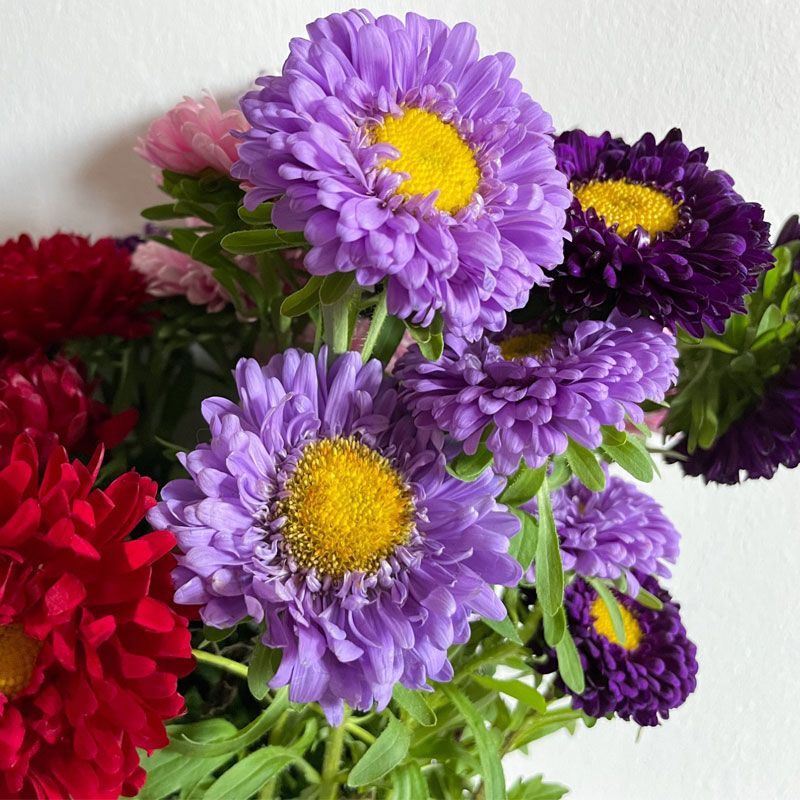 Autumn flower arrangement of purple and red asters