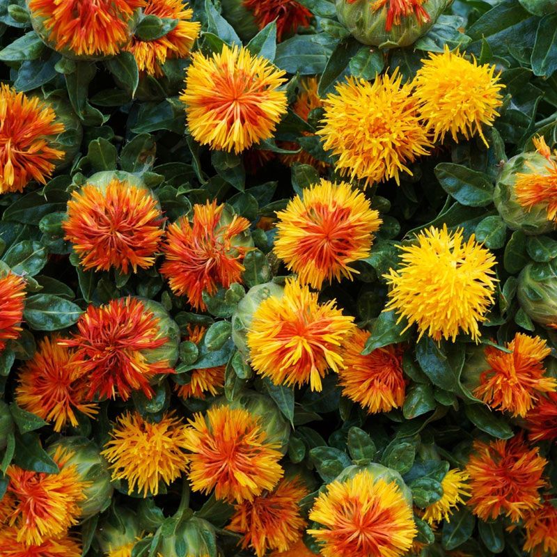 Overhead view of orange carthamus flowers