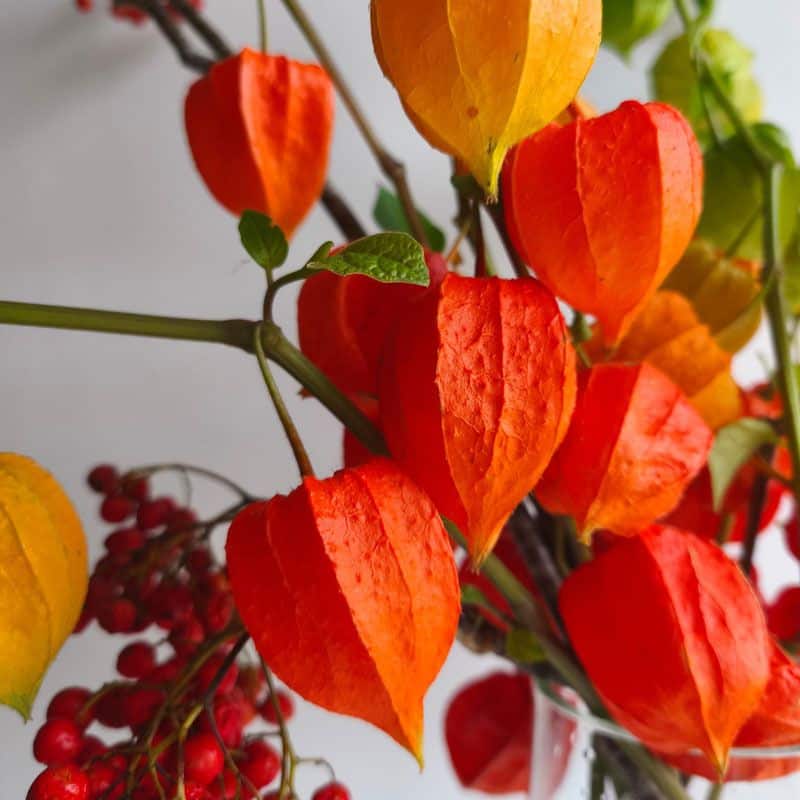 Close up of orange Chinese Lanterns and red berries in a glass vase arrangement