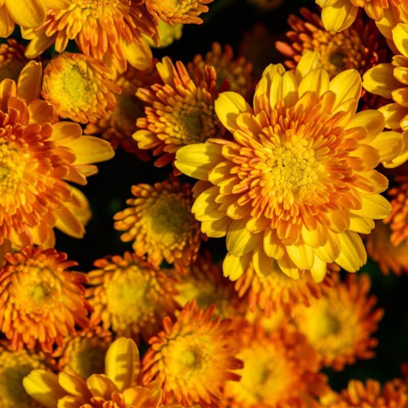 Close up of rich orange and yellow chrysanthemums