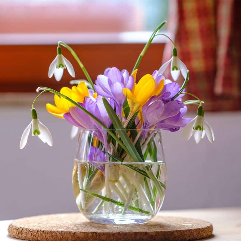 Vase arrangement of purple, white, and yellow autumn crocuses