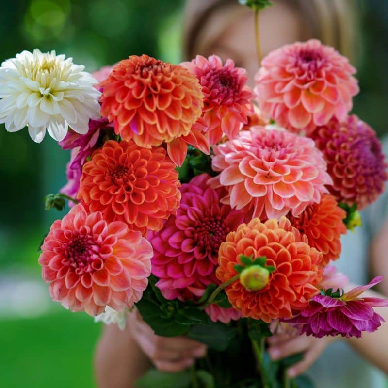 Girls holding an autumnal flower arrangement of orange, pink, and white dahlias towards the camera