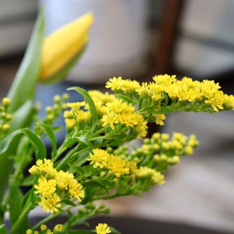 Goldenrod flowers with fresh green stems and foliage