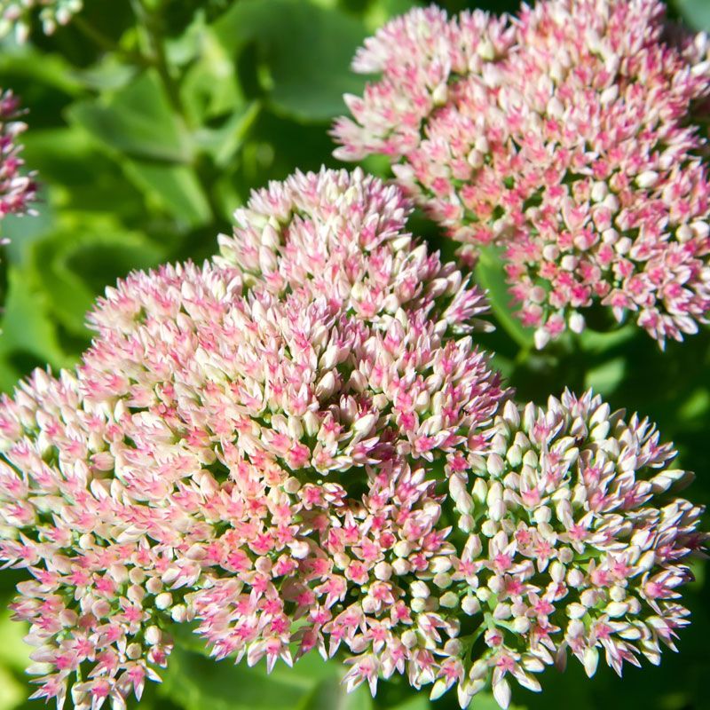 Pink sedum flowers with green leaves in the background