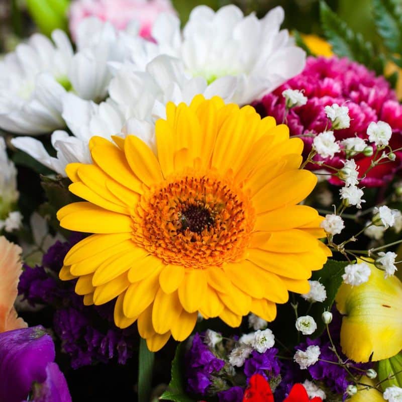 Close-up of a colourful gerbera daisies birthday bouquet in yellow, pink, peach, and white