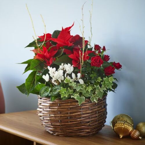 Mixed Planter Mixed Planter