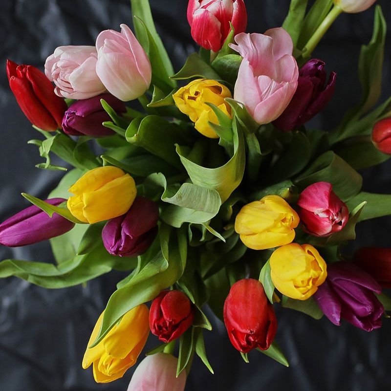 Bouquet of tulips in vibrant colours of red, pink, purple, and yellow