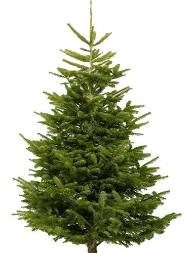 Nordmann Fir Cut Nordmann Fir Cut