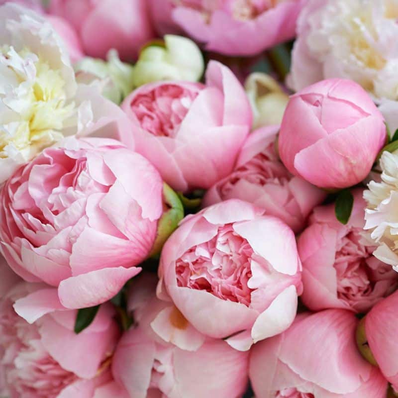Birthday flower bouquet of pink peonies