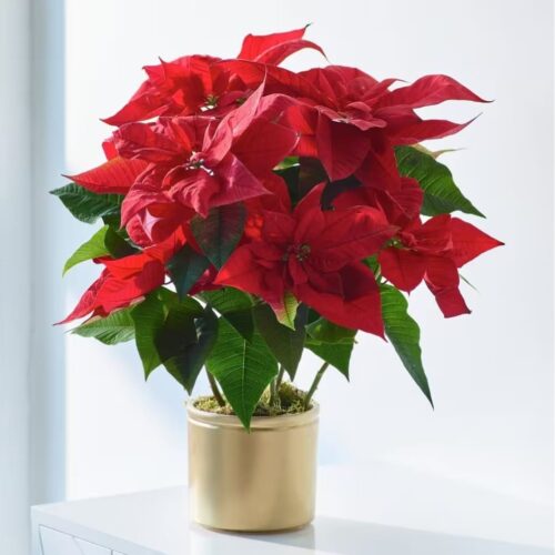Poinsettia Poinsettia