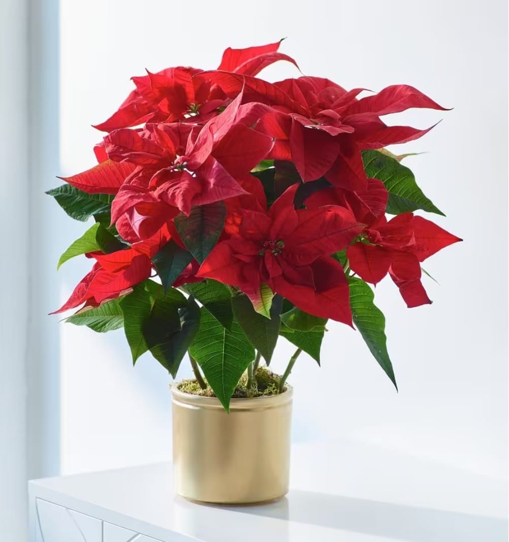 Poinsettia Poinsettia