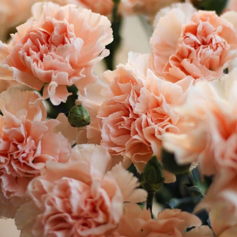 Soft pink carnations birthday flower bouquet