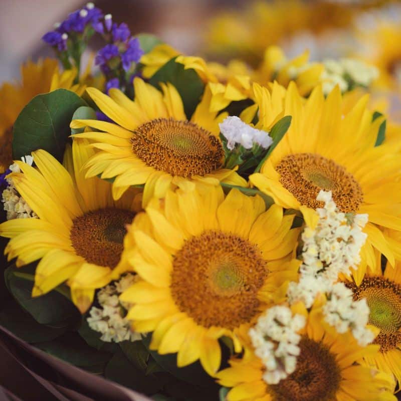 Sunflower Birthday Bouquet with small white and purple filler flowers
