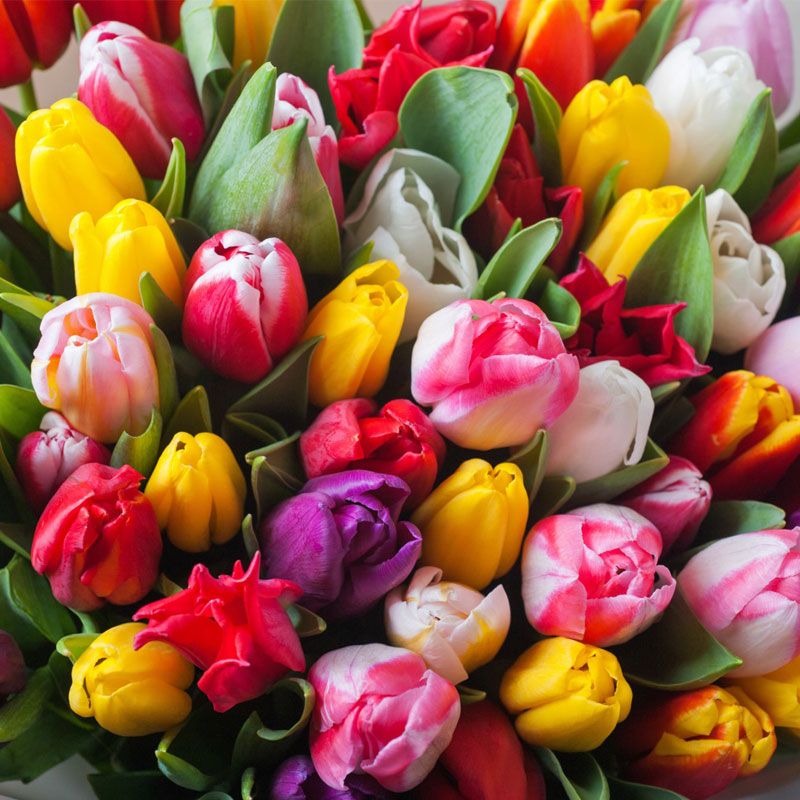 Vibrant, multi-coloured bouquet of tulips in shades of pink, purple, red, and yellow