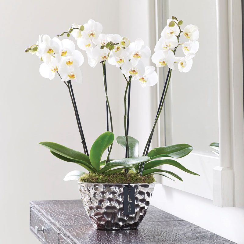 Birthday floral gift of white orchids in a silver vase on a shelf